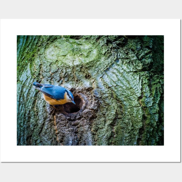 Eurasian blue tit looking in next to an entry to a nest Wall Art by Czajnikolandia